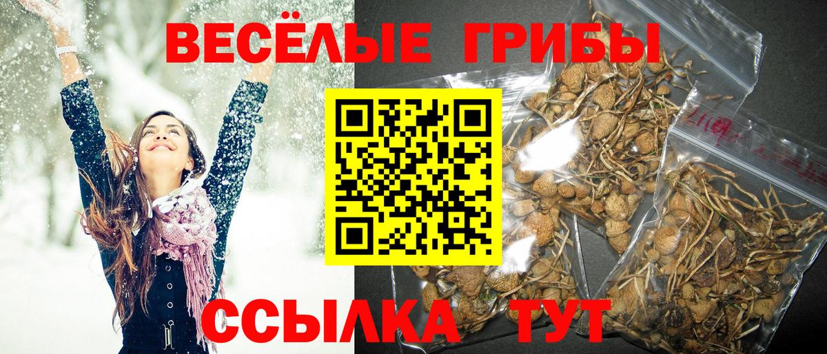 где купить   Галлюциногенные грибы Cubensis  Вход с VPN  Черкесск 
