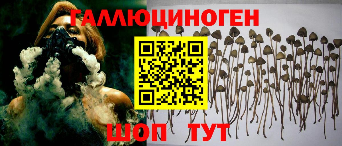 Псилоцибиновые грибы Cubensis Черкесск